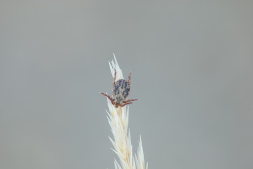 Dermacentor nuttalli