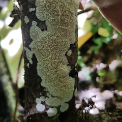 Phlebia rufa