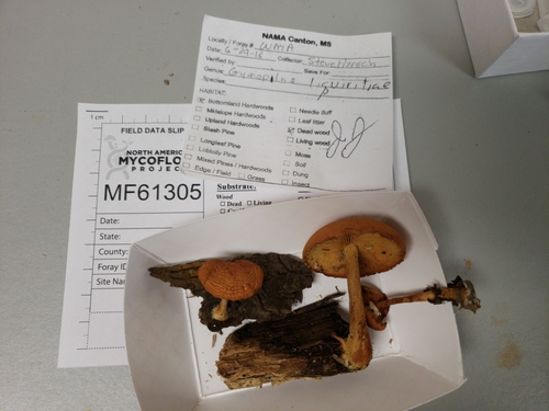 Gymnopilus