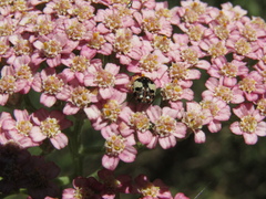 Anthrenus pimpinellae