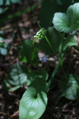 Pyrola minor