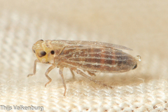 Ommatissus binotatus