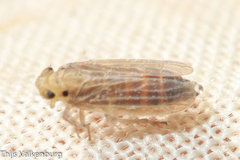 Ommatissus binotatus