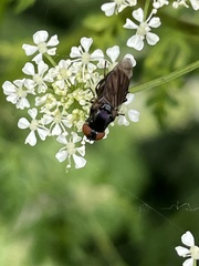 Chrysogaster solstitialis