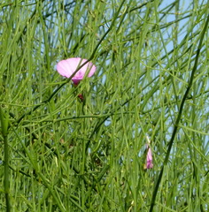 Convolvulus dorycnium