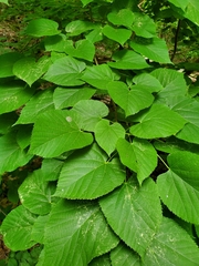 Cameraria corylisella