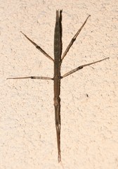 Pseudosermyle straminea