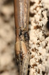 Pseudosermyle straminea