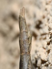 Pseudosermyle straminea