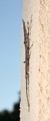 Pseudosermyle straminea