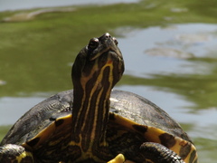 Trachemys scripta