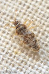 Monosteira unicostata