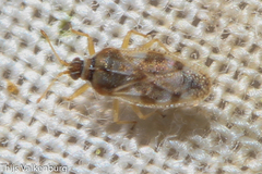 Monosteira unicostata