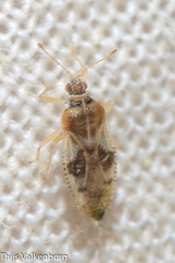 Monosteira unicostata