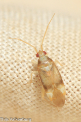 Pseudoloxops coccineus