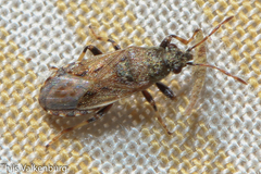 Heterogaster artemisiae