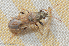 Heterogaster artemisiae
