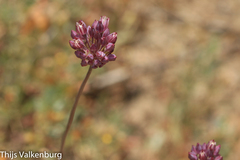Allium pruinatum