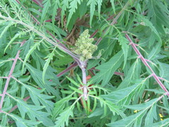 Rhus typhina