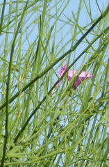 Convolvulus dorycnium