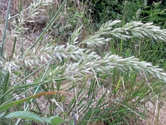 Leymus racemosus