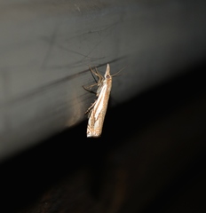 Crambus saltuellus