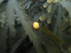 Littorina obtusata