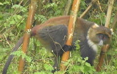 Cercopithecus mitis kolbi
