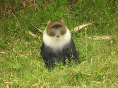 Cercopithecus mitis kolbi