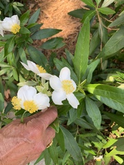 Carpenteria