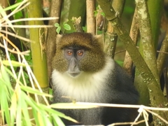 Cercopithecus mitis kolbi
