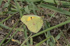 Colias croceus
