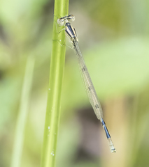 Enallagma doubledayi