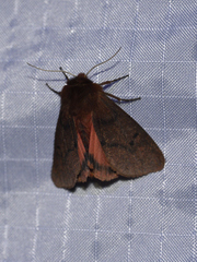 Phragmatobia assimilans