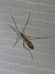 Prionolabis rufibasis
