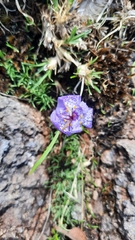 Tigridia durangensis