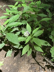 Asclepias perennis