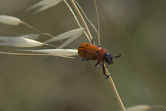 Tituboea sexmaculata