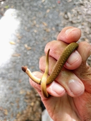 Storeria occipitomaculata obscura
