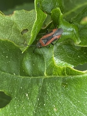 Heterocordylus malinus