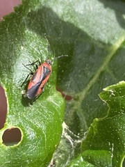 Heterocordylus malinus