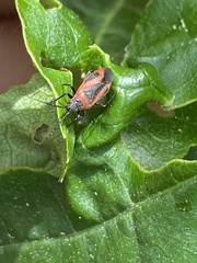 Heterocordylus malinus