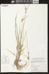 Carex × subviridula