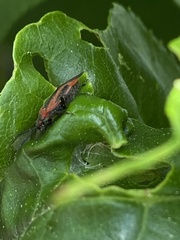 Heterocordylus malinus