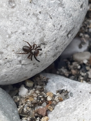Euophrys frontalis