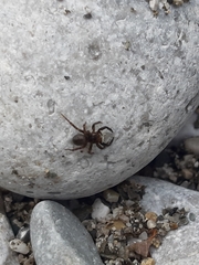 Euophrys frontalis