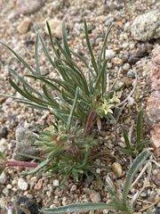 Ipomopsis spicata