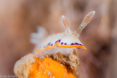 Goniobranchus obsoletus