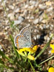 Polyommatus icarus