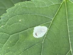 Calycomyza eupatoriphaga